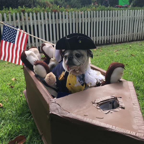 /images/uploads/pug nation rescue of los angeles/2018pugnation/entries/6094thumb.jpg